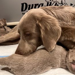 Long Haired Weimaraner Puppies from Northern Bluegrass Weimaraners