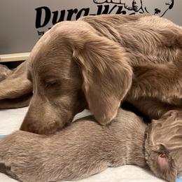 Long Haired Weimaraner Puppies from Northern Bluegrass Weimaraners