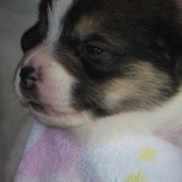 Pembroke Welsh Corgi Puppies from Avalon Farms Pembroke Welsh Corgis