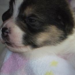Pembroke Welsh Corgi Puppies from Avalon Farms Pembroke Welsh Corgis