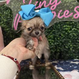 Mini Aston 5500 - Black sabled fawn male Chihuahua puppy in Miami, Florida from Natalias Tiny Chihuahuas
