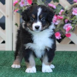 Milwaukee - Black tri-color male Australian Shepherd puppy in Circleville, Utah from Canyon Creek Aussies
