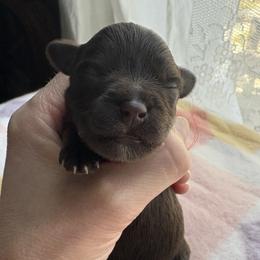 Franklin - Liver male Miniature Schnauzer puppy in Hollywood, South Carolina from Lowcountry Dreams Schnauzers
