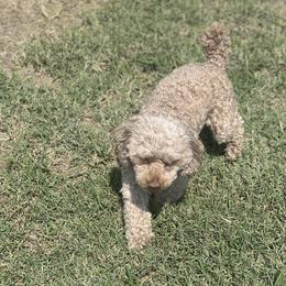 Bear - Poodle