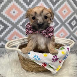 Huxley - Gold male Morkie puppy in Monticello, Iowa from Ashley’s Puppies