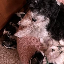 Cotons de Tulear and Havanese from New Canyon Havanese & Coton Puppies