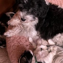 Cotons de Tulear and Havanese from New Canyon Havanese & Coton Puppies