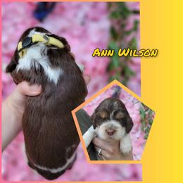 Ann WilsonGirl 2 - Liver and white female English Springer Spaniel puppy in Saginaw, Michigan from Kemerer Springers