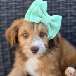 Lucy - female Australian Mountain Doodle puppy in Hooper, Utah from Saltwater Doodles