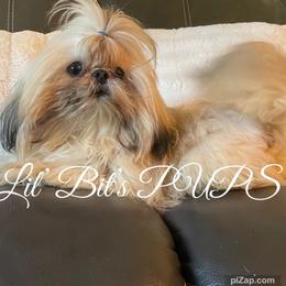 Lover Boy - Shih Tzu