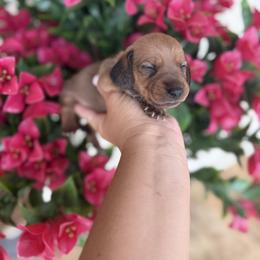 Shaded red 1 - Red male Dachshund puppy in Harold, Kentucky from Taylors Tiny Tails