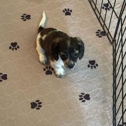 Samwell - Brindle male Dachshund puppy in Avinger, Texas from Lone Star Longhair Dachshunds