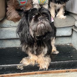 Stella - Shih Tzu