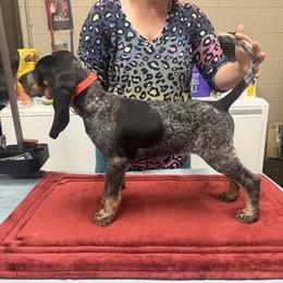 Red - Blue ticked and tan male Bluetick Coonhound puppy in Cherryville, North Carolina from Evenstar-WesRidge Bluetick Hounds