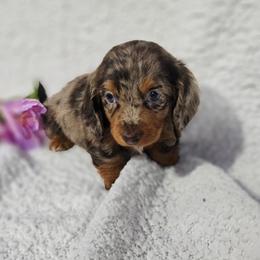 Dachshund and Pomeranian Puppies from Dachs and Poms