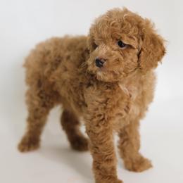 Aspen - Apricot female Goldendoodle puppy in Pleasant Grove, Utah from Canterbury Canines