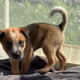 Hector - Red mottled male Australian Cattle Dog puppy in Seneca, Missouri from MO Morningstar Heelers