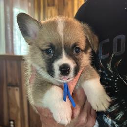 Boy 2 - Sable male Pembroke Welsh Corgi puppy in Greenwood, South Carolina from JOY Farms