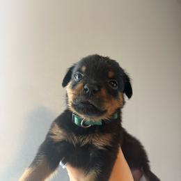 Female 2 - Black and mahogany female Rottweiler puppy in Cleveland, Texas from Vom Haus Fantasy Rottweiler Kennel