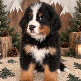 Denali - Black Boy - male Bernese Mountain Dog puppy in Redlands, California from Kiss The Doodlez