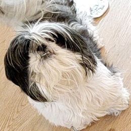 REAGAN - Shih Tzu