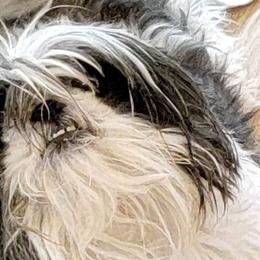 REAGAN - Shih Tzu
