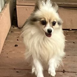 Topaz - Papillon