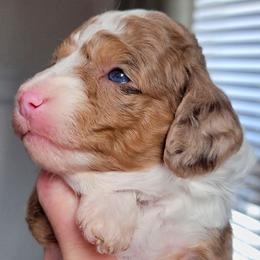 Pink - Brown merle female Aussiedoodle puppy in Byron, Georgia from Southern Olive Doodles 🫒