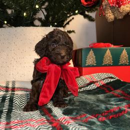 J'Adore - Brown female Bernedoodle puppy in Ohio from Moore Doodles