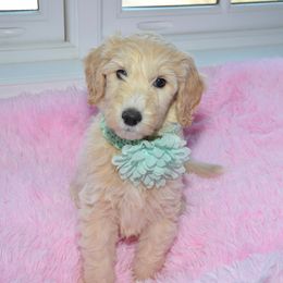 Bernedoodle and Goldendoodle Puppies from Above and Beyond Standards