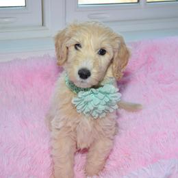 Bernedoodle and Goldendoodle Puppies from Above and Beyond Standards