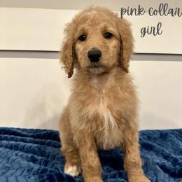 Sprinkles - Apricot female Goldendoodle puppy in Taylorsville, North Carolina from Doggone Dixie Doodles