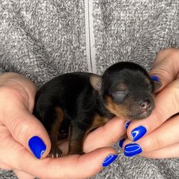 Kensey - Black and tan female Yorkshire Terrier puppy in West Fargo, North Dakota from A Yorkie Tale