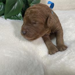 Goldendoodle Puppies from BlueCopper Doodles