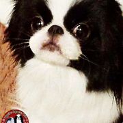 Ikari - Japanese Chin