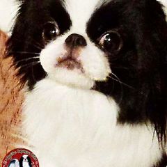 Ikari - Japanese Chin