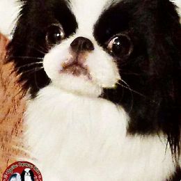 Ikari - Japanese Chin