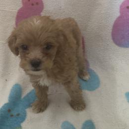 Rusty - Red  male Goldendoodle puppy in Cumberland, Rhode Island from minigoldendoodlesofRI