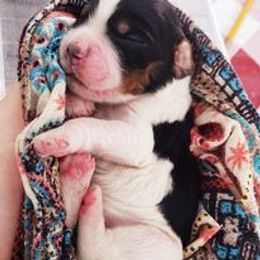 English Springer Spaniel Puppies from Ledge N' Tree English Springer Spaniels