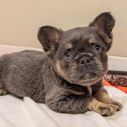 Rebel - Blue male French Bulldog puppy in Battle Ground, Washington from Ferguson's Bulldogs