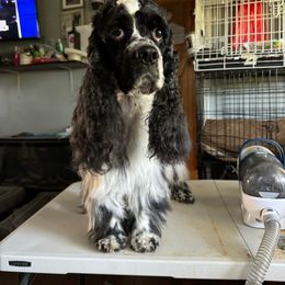Loki - Cocker Spaniel