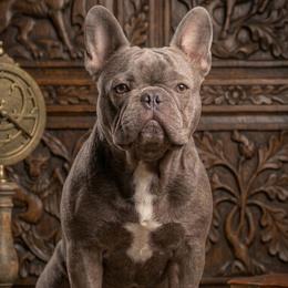 Peanut Butter - French Bulldog