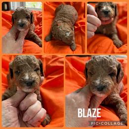 Blaze - Red  male Poodle puppy in Mount Vernon, Illinois from AMC Poodles