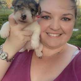 Wire Fox Terrier Puppies from Syrayed Farm