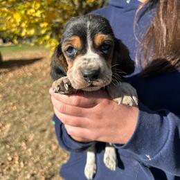 Male 2 - Black brown and white male Basset Hound puppy in Lindley, New York from Hill Top Basset Hounds & Cane Corso