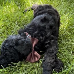 Goldendoodle and Poodle Puppies from Jaeckels Doodles