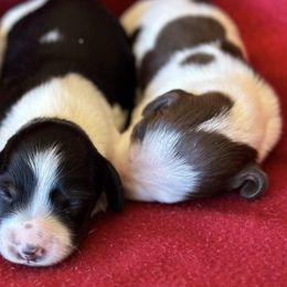 Dachshunds from Open Hourglass LLC