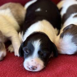 Dachshunds from Open Hourglass LLC