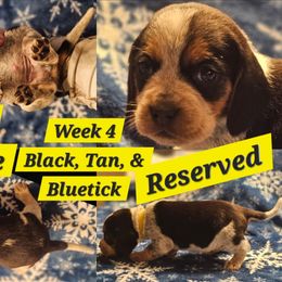 Nala-Yellow-Female - Black tan and bluetick female Beagle puppy in Bemidji, Minnesota from Nse Farms Beagles