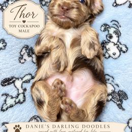 Thor - Merle male Cockapoo puppy in Otisville, Michigan from Danie’s Darling Doodles LLC